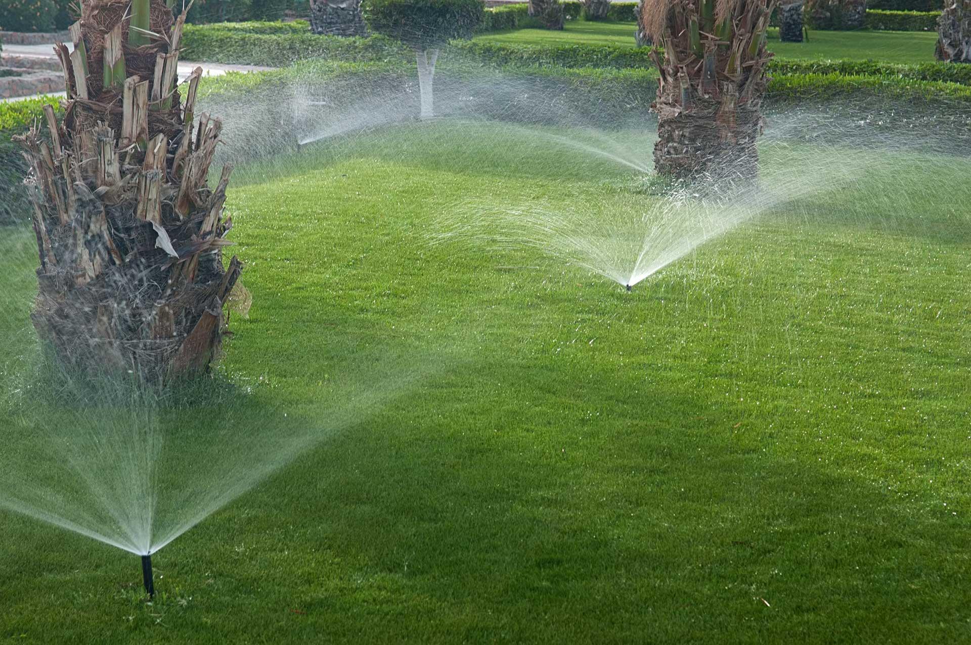 Essential Watering Techniques to Promote Healthy Growth