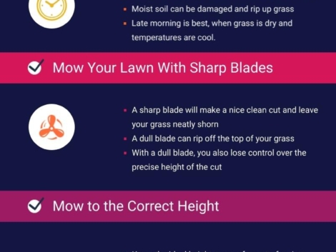 What’s the Best Time of Day to Mow Your Lawn?